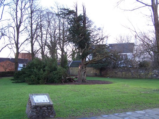 Damage to the yew tree